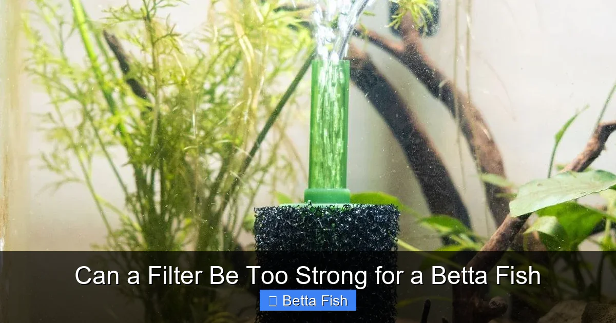 Can a Filter Be Too Strong for a Betta Fish