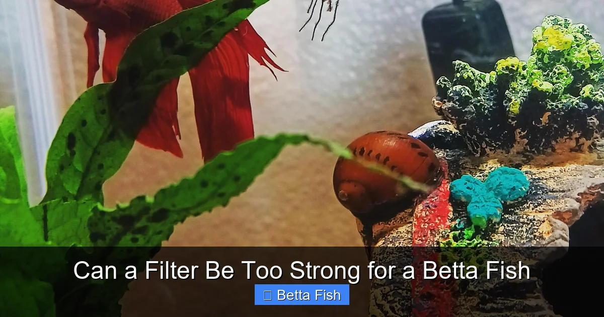 Can a Filter Be Too Strong for a Betta Fish