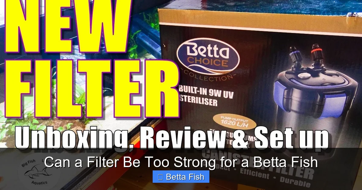 Can a Filter Be Too Strong for a Betta Fish