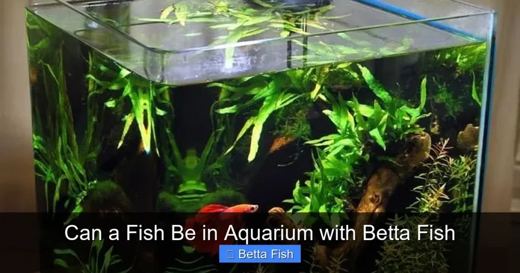Can a Fish Be in Aquarium with Betta Fish