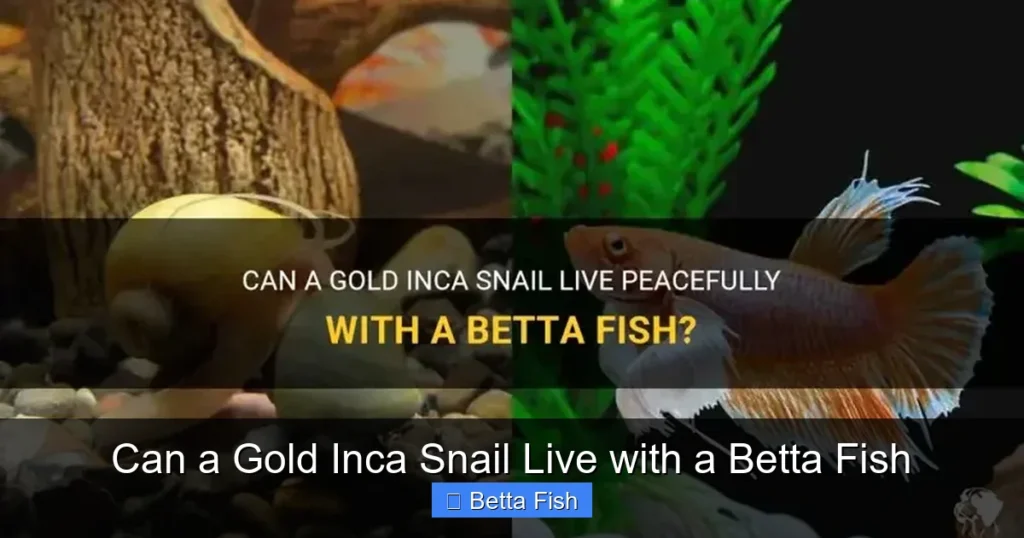 Can a Gold Inca Snail Live with a Betta Fish