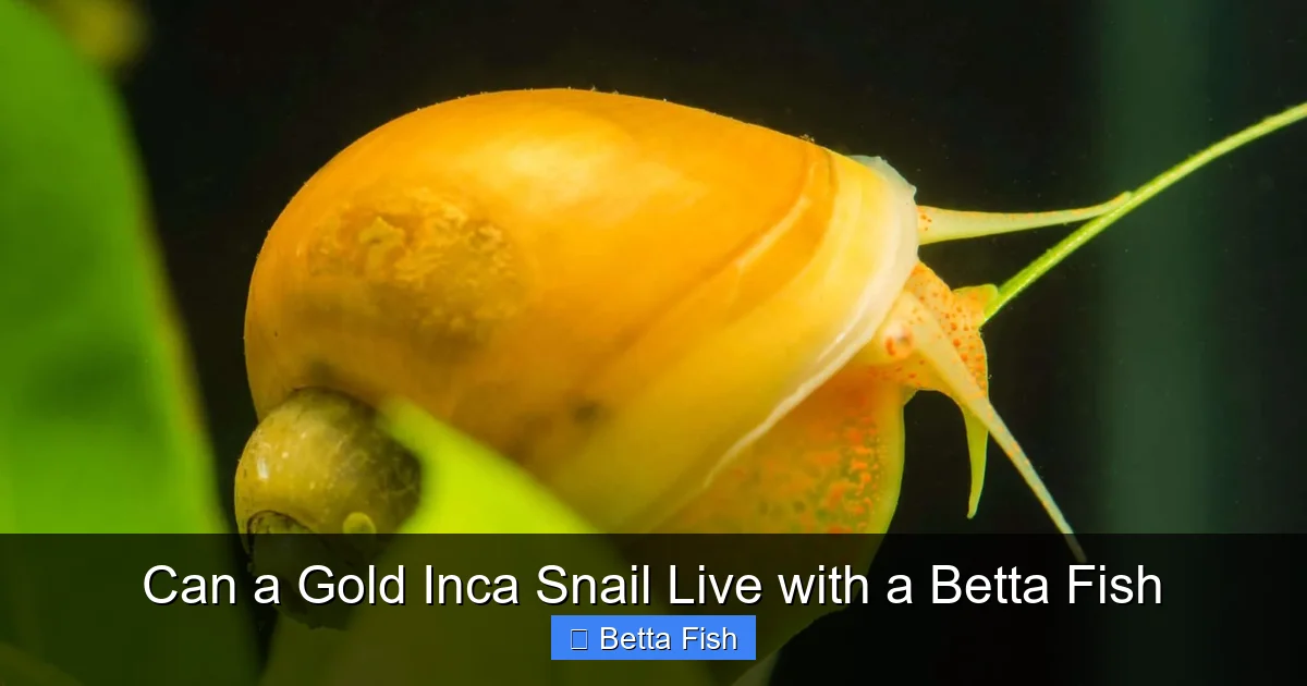 Can a Gold Inca Snail Live with a Betta Fish
