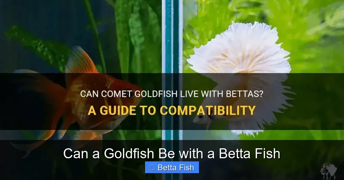 Can a Goldfish Be with a Betta Fish