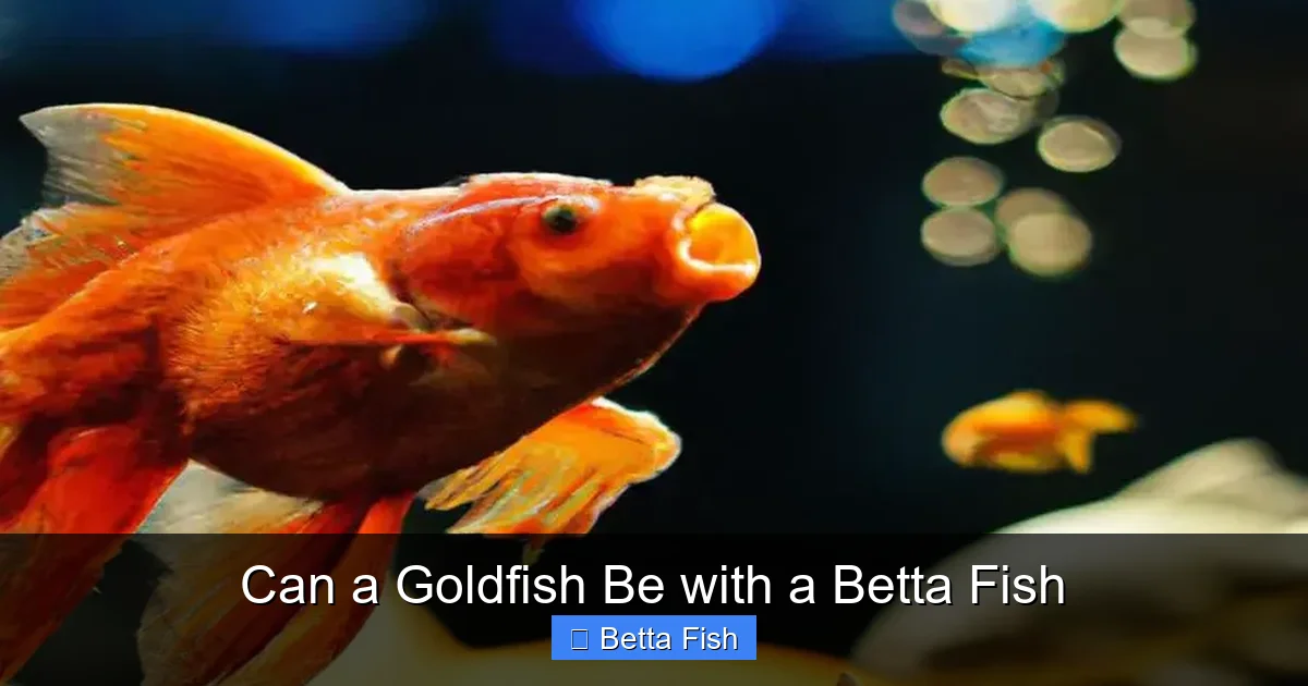 Can a Goldfish Be with a Betta Fish
