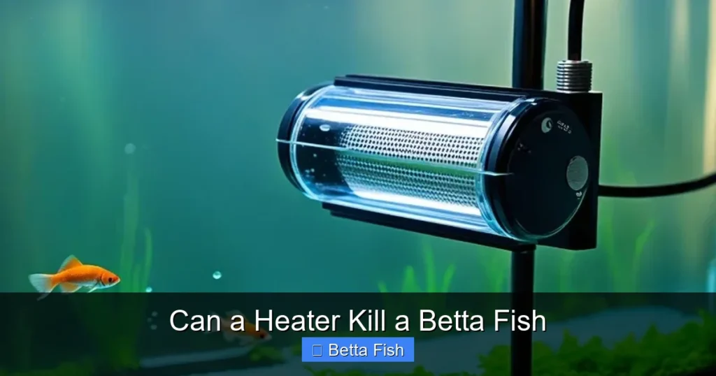 Can a Heater Kill a Betta Fish