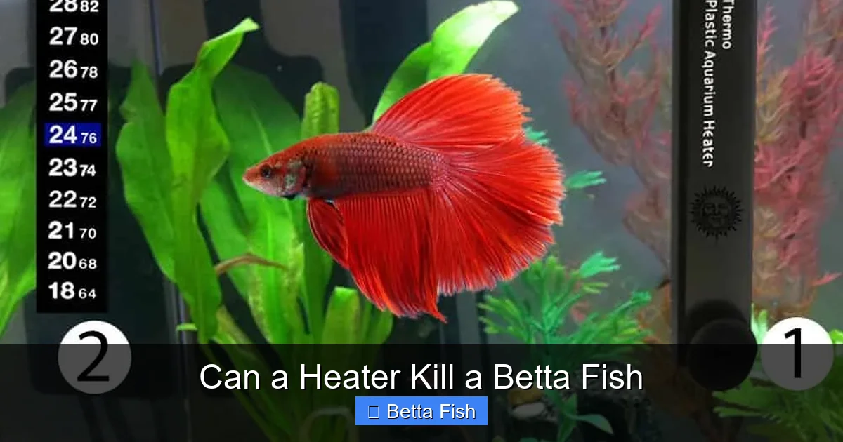 Can a Heater Kill a Betta Fish