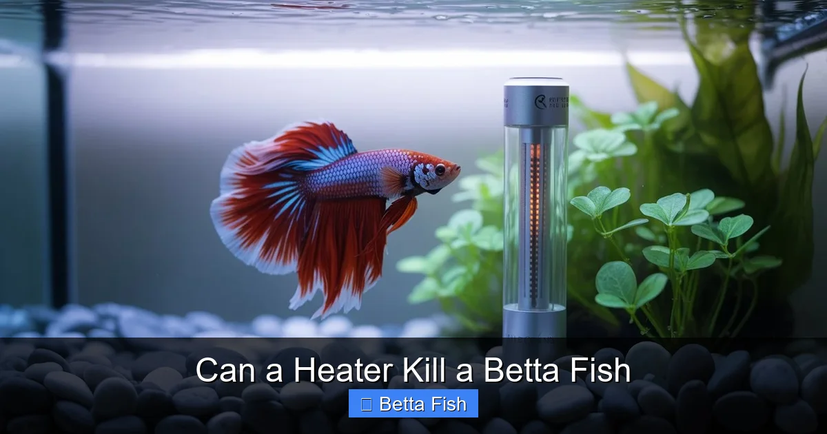 Can a Heater Kill a Betta Fish