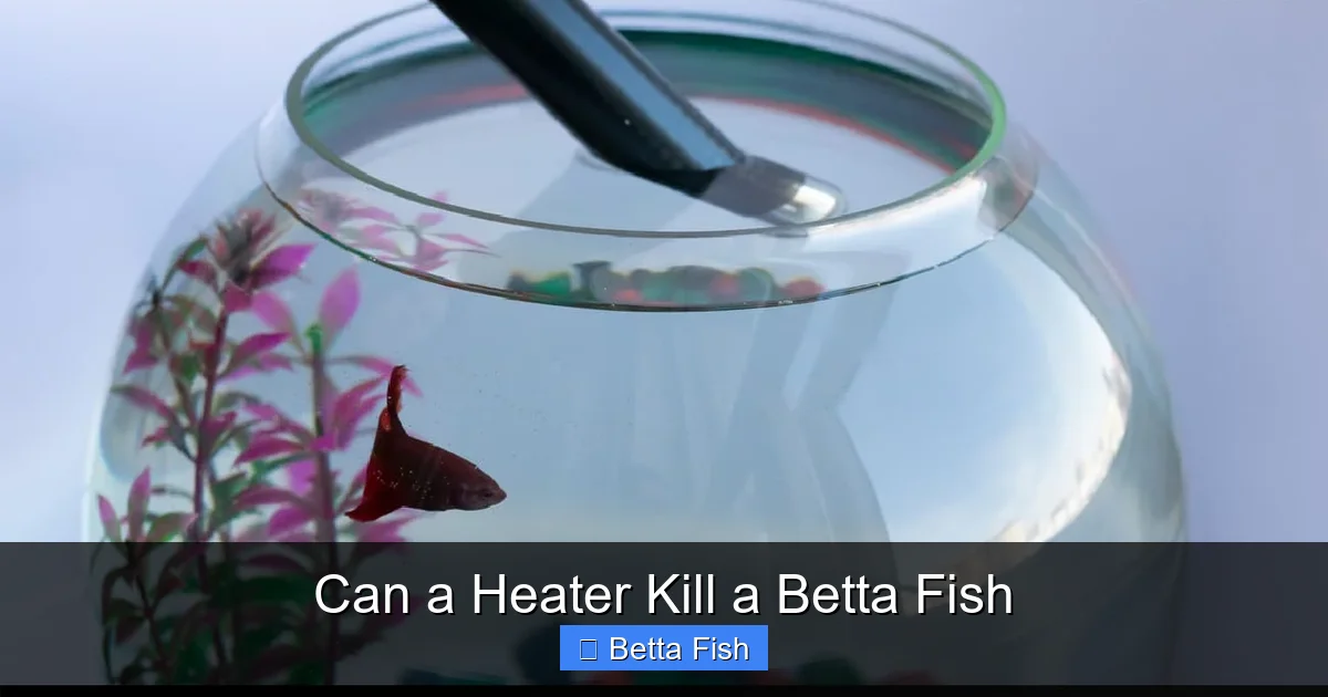 Can a Heater Kill a Betta Fish