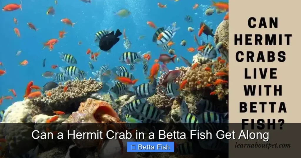 Can a Hermit Crab in a Betta Fish Get Along