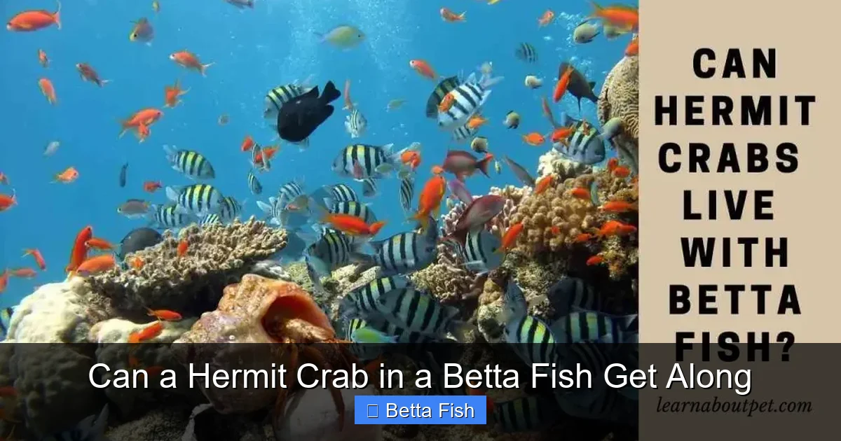 Can a Hermit Crab in a Betta Fish Get Along