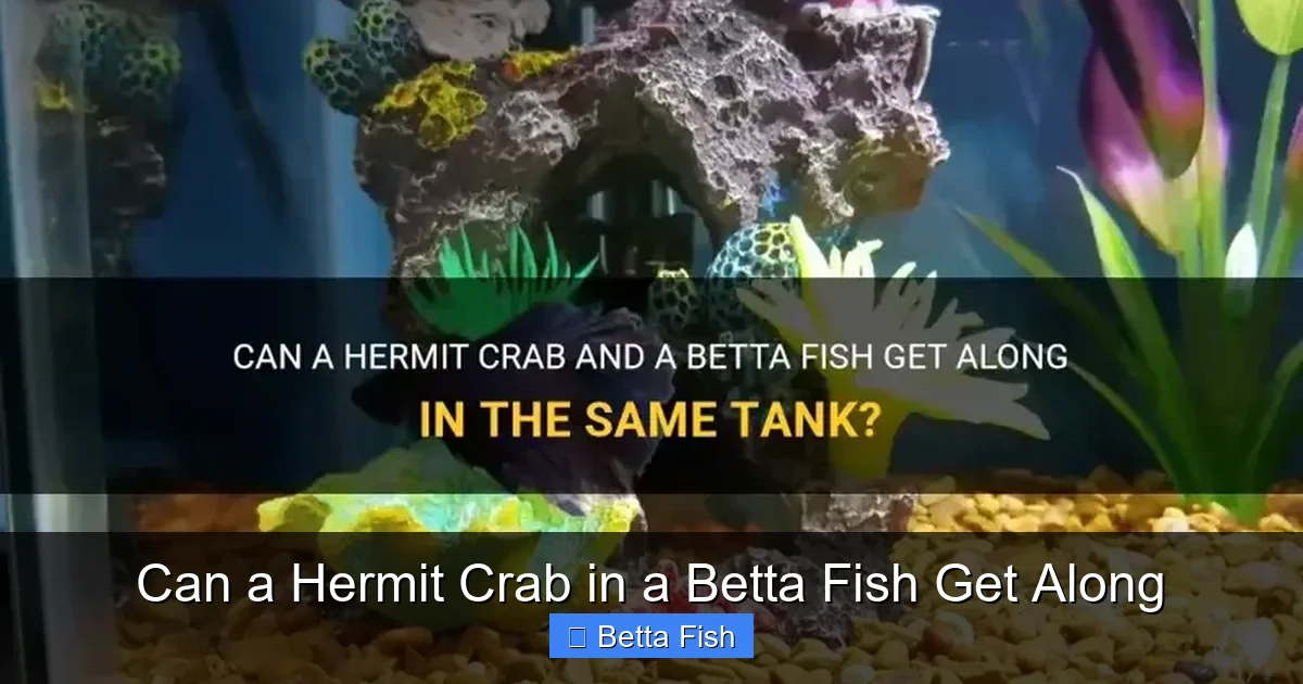 Can a Hermit Crab in a Betta Fish Get Along