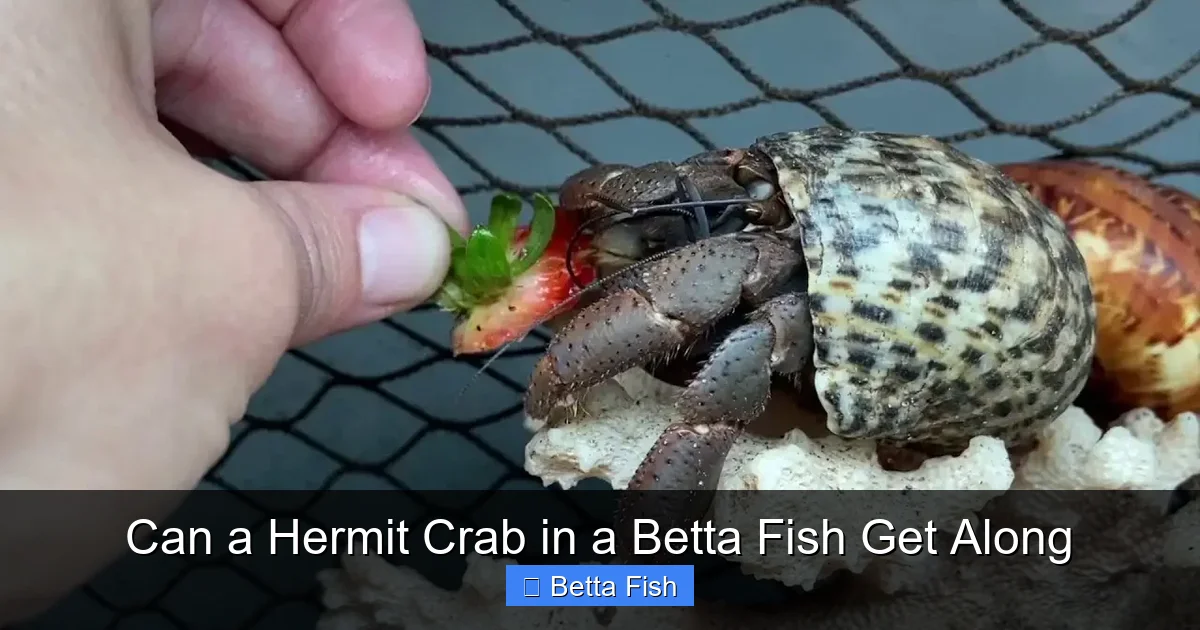 Can a Hermit Crab in a Betta Fish Get Along