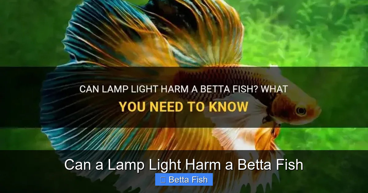 Can a Lamp Light Harm a Betta Fish