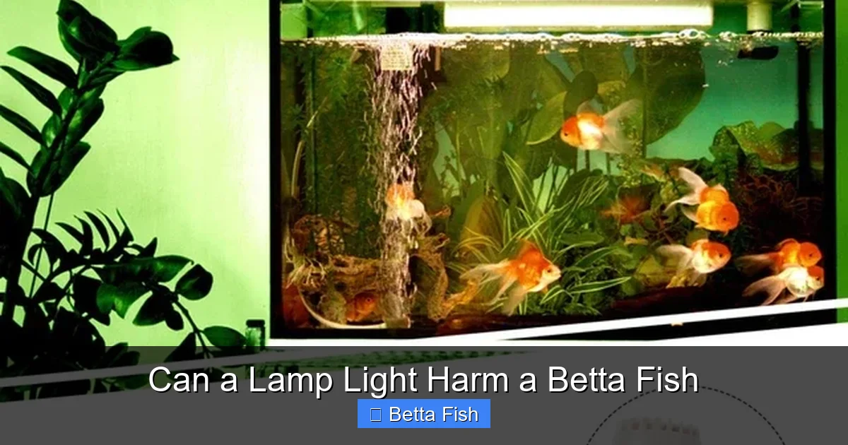 Can a Lamp Light Harm a Betta Fish