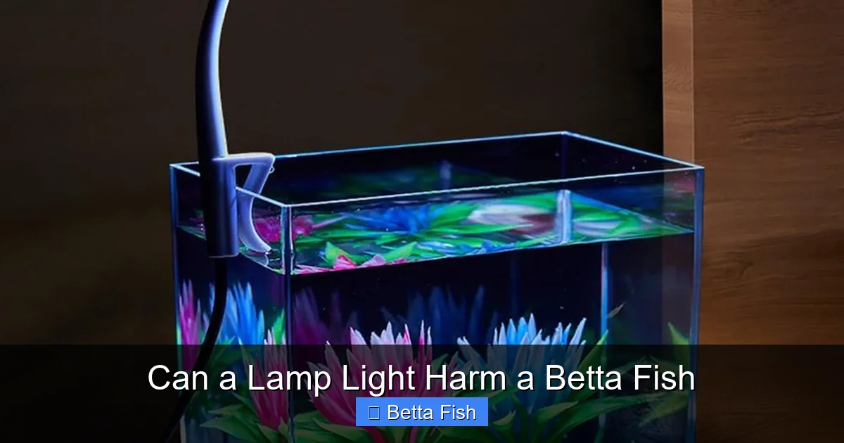 Can a Lamp Light Harm a Betta Fish