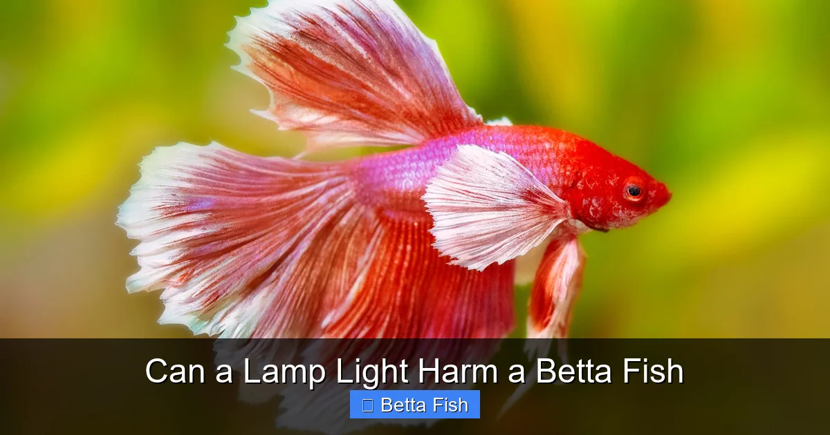 Can a Lamp Light Harm a Betta Fish