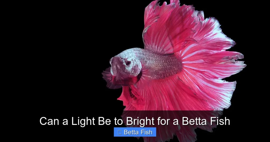 Can a Light Be to Bright for a Betta Fish