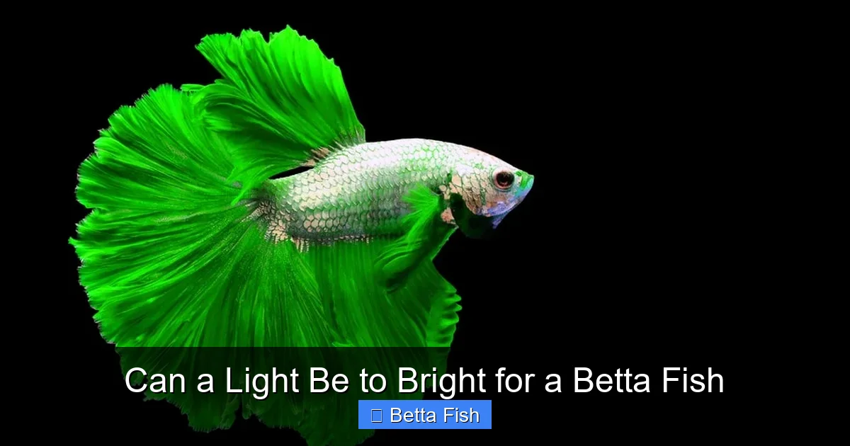Can a Light Be to Bright for a Betta Fish