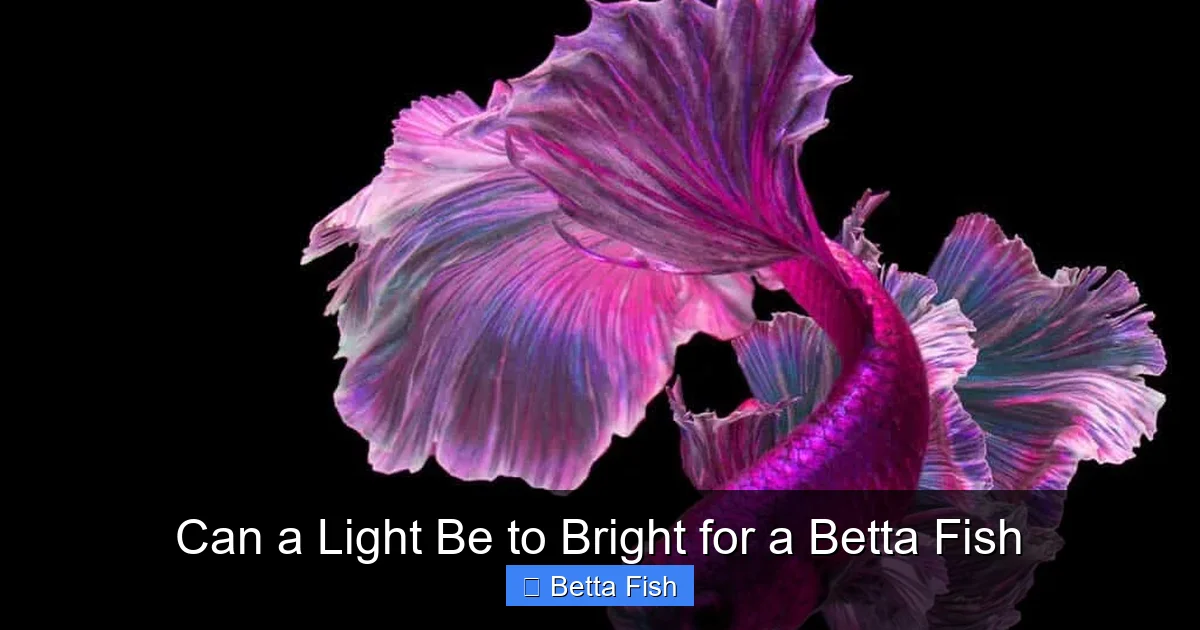 Can a Light Be to Bright for a Betta Fish