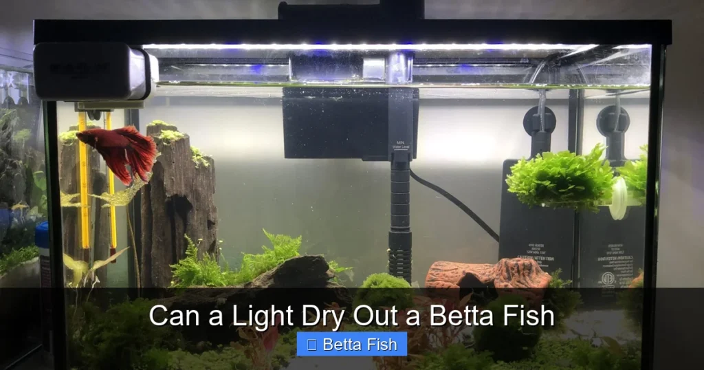 Can a Light Dry Out a Betta Fish