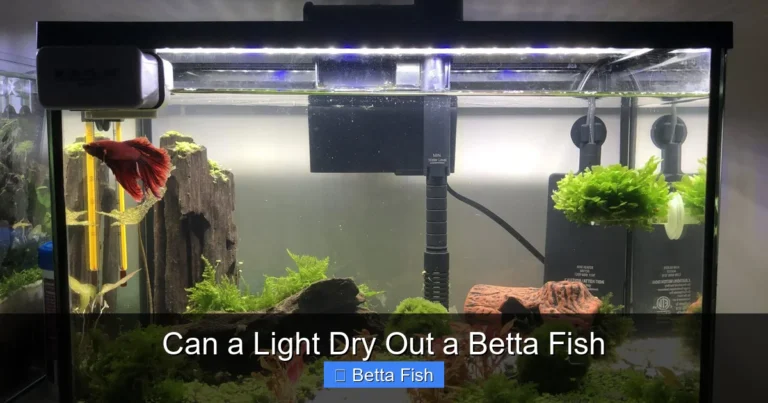Can a Light Dry Out a Betta Fish