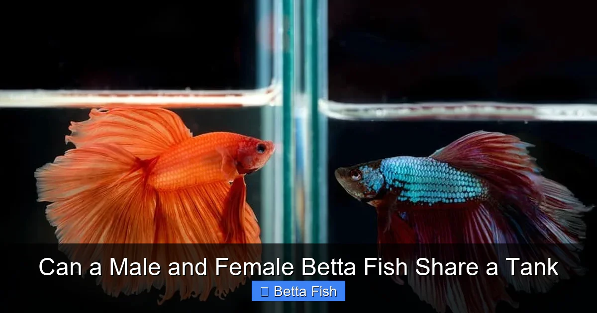 Can a Male and Female Betta Fish Share a Tank