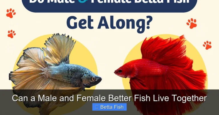 Can a Male and Female Better Fish Live Together