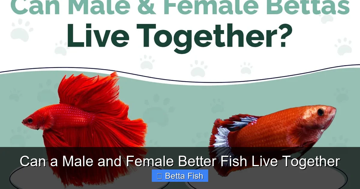 Can a Male and Female Better Fish Live Together