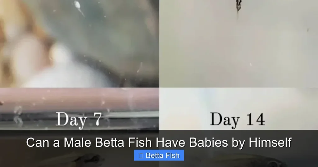 Can a Male Betta Fish Have Babies by Himself
