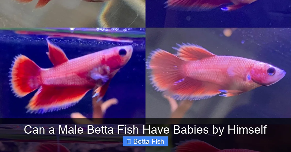 Can a Male Betta Fish Have Babies by Himself