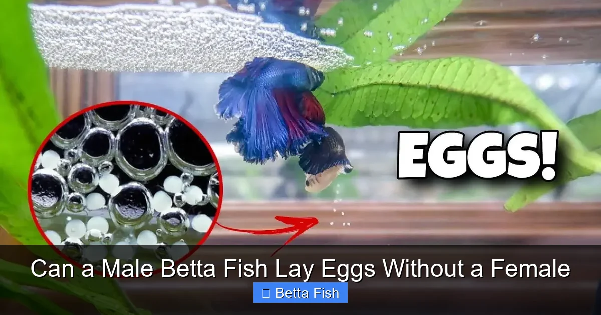 Can a Male Betta Fish Lay Eggs Without a Female