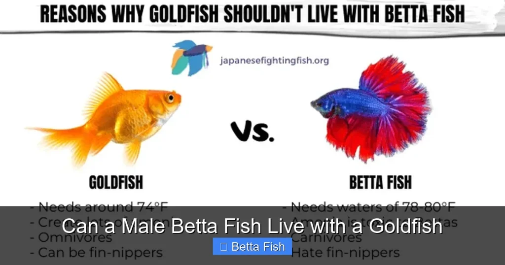 Can a Male Betta Fish Live with a Goldfish