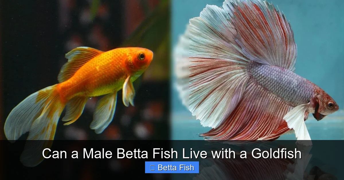 Can a Male Betta Fish Live with a Goldfish