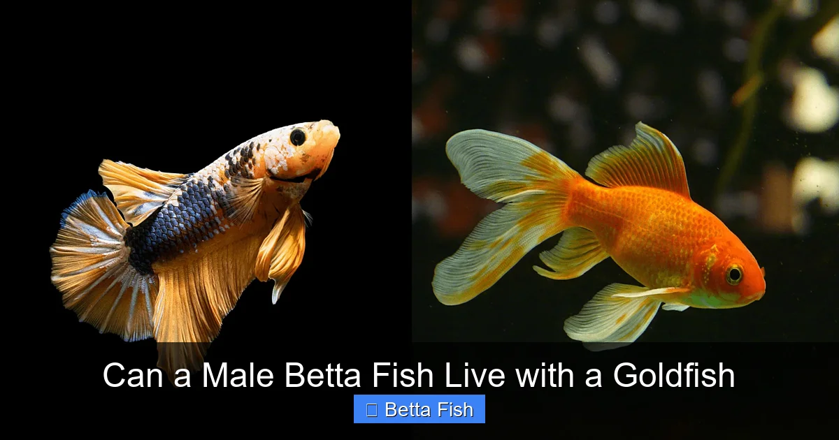 Can a Male Betta Fish Live with a Goldfish