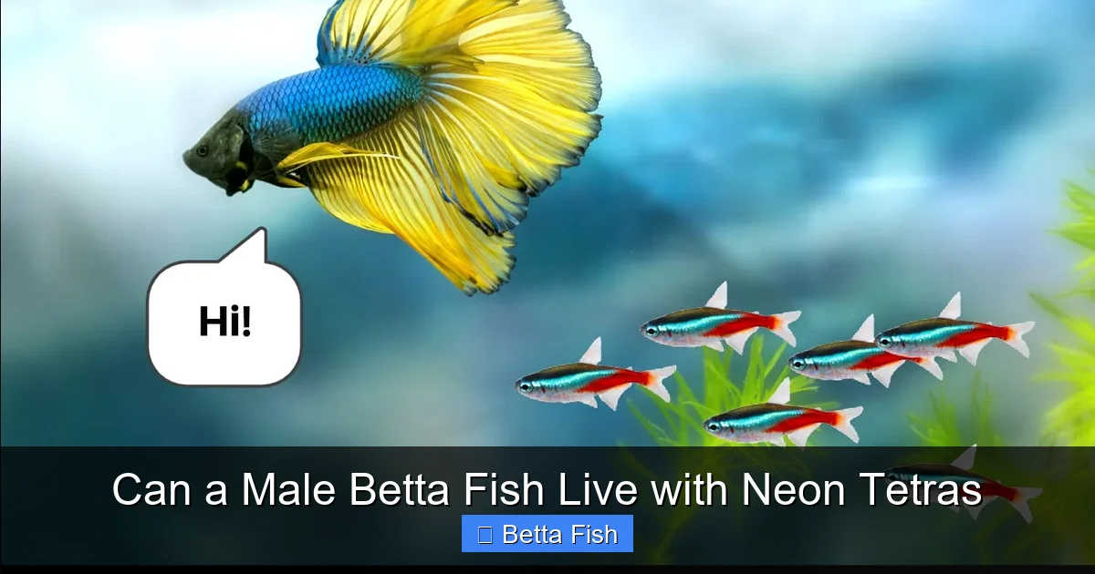 Can a Male Betta Fish Live with Neon Tetras