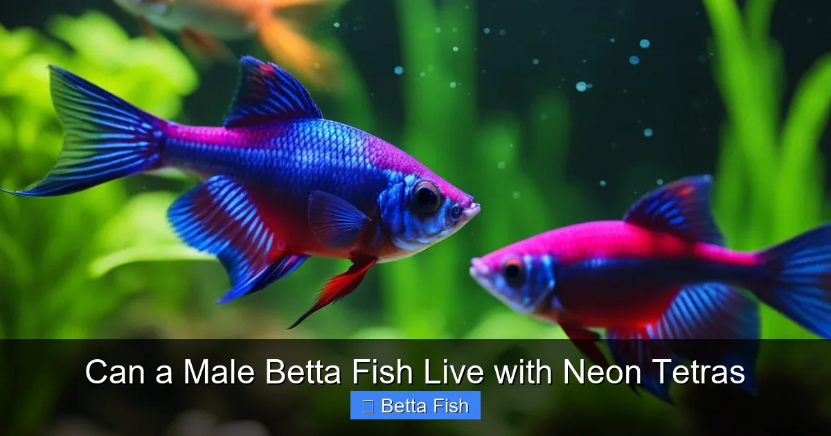 Can a Male Betta Fish Live with Neon Tetras