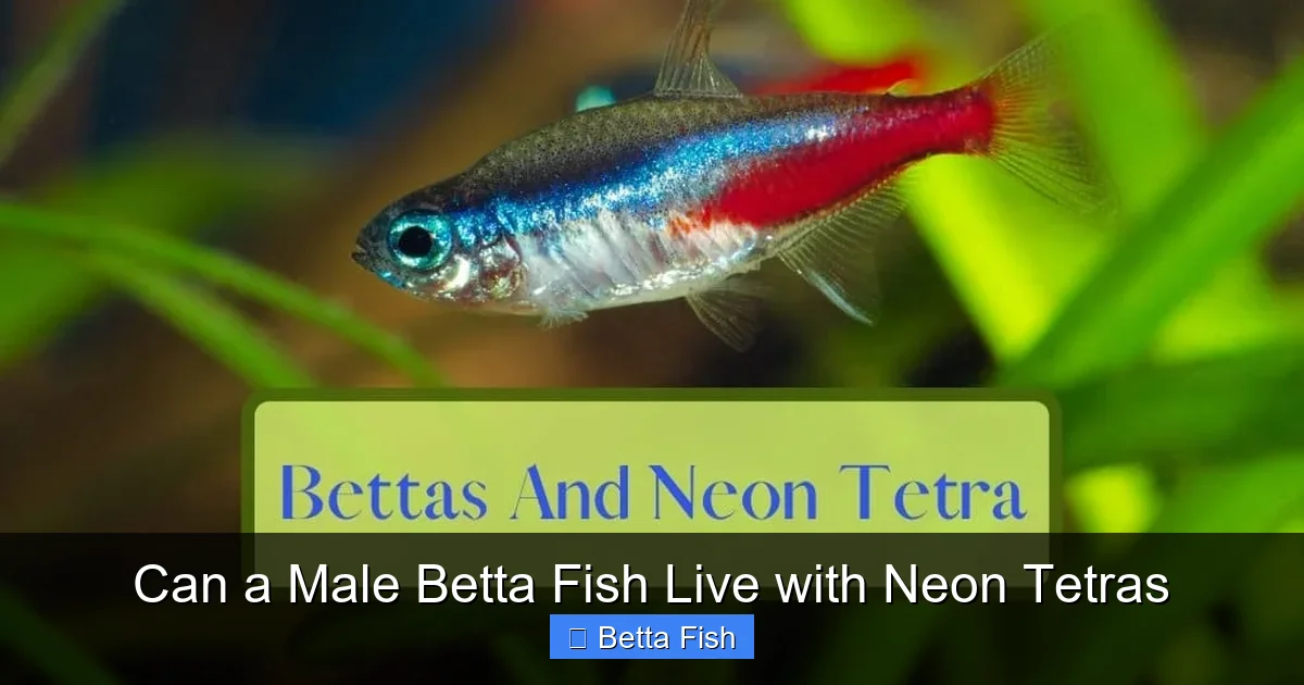 Can a Male Betta Fish Live with Neon Tetras