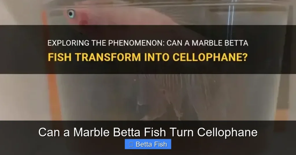 Can a Marble Betta Fish Turn Cellophane