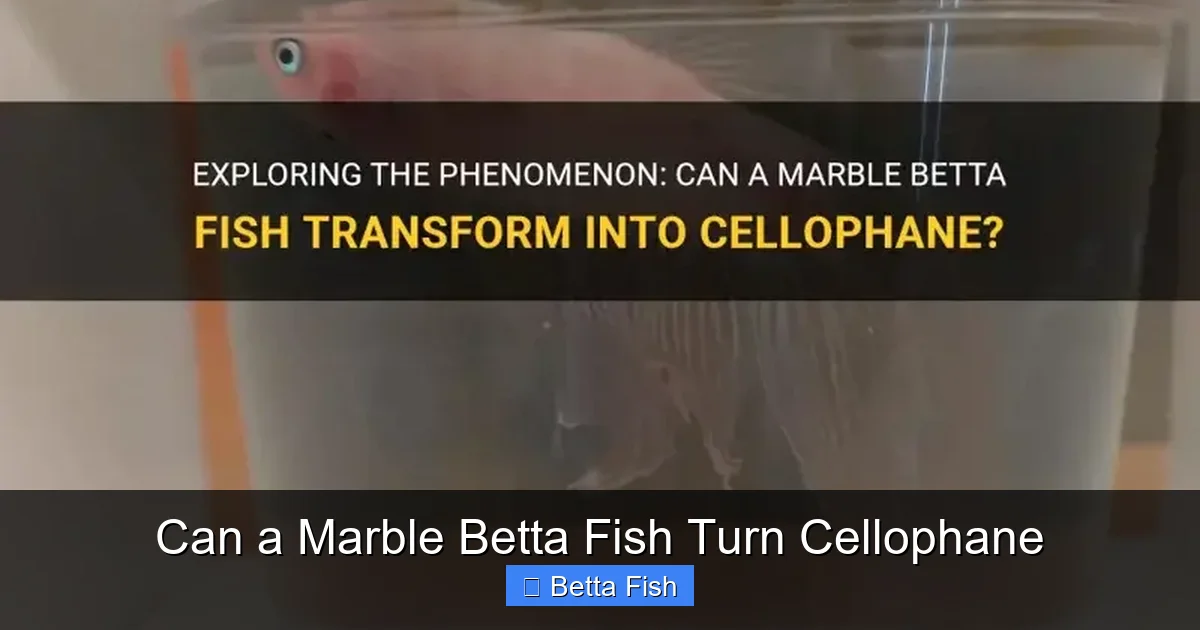Can a Marble Betta Fish Turn Cellophane