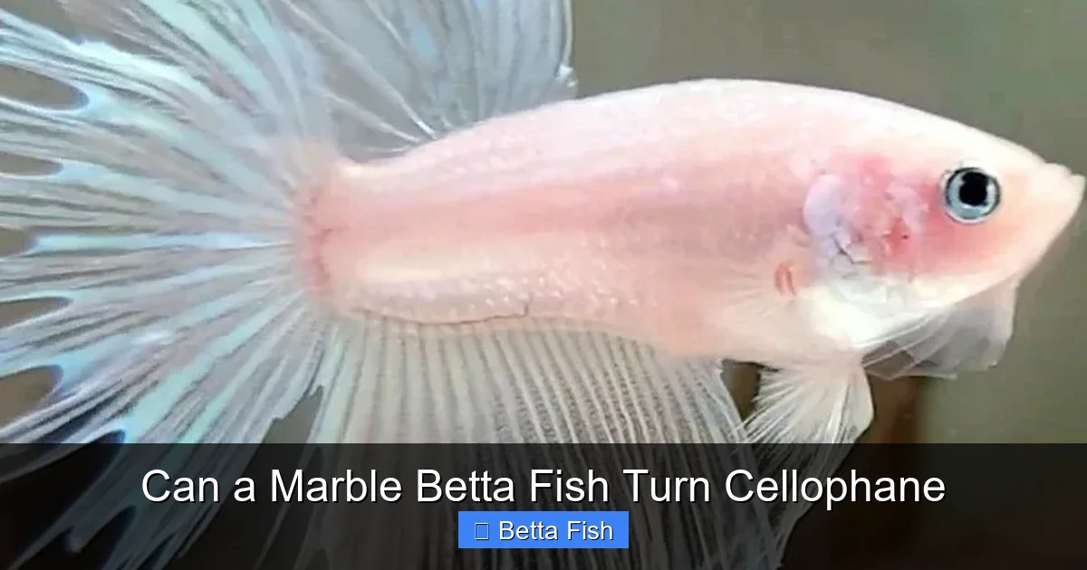 Can a Marble Betta Fish Turn Cellophane
