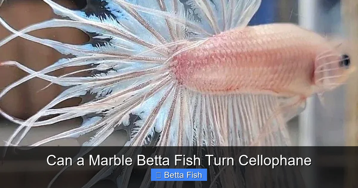 Can a Marble Betta Fish Turn Cellophane