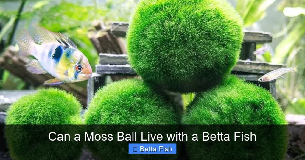 Can a Moss Ball Live with a Betta Fish