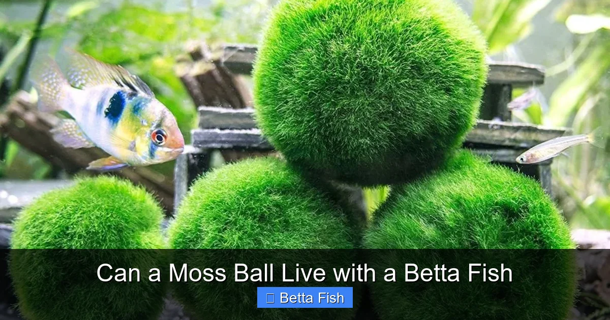 Can a Moss Ball Live with a Betta Fish