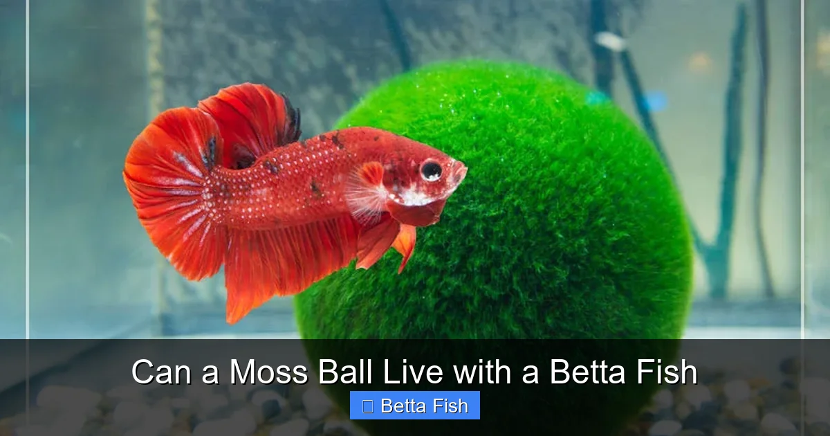 Can a Moss Ball Live with a Betta Fish