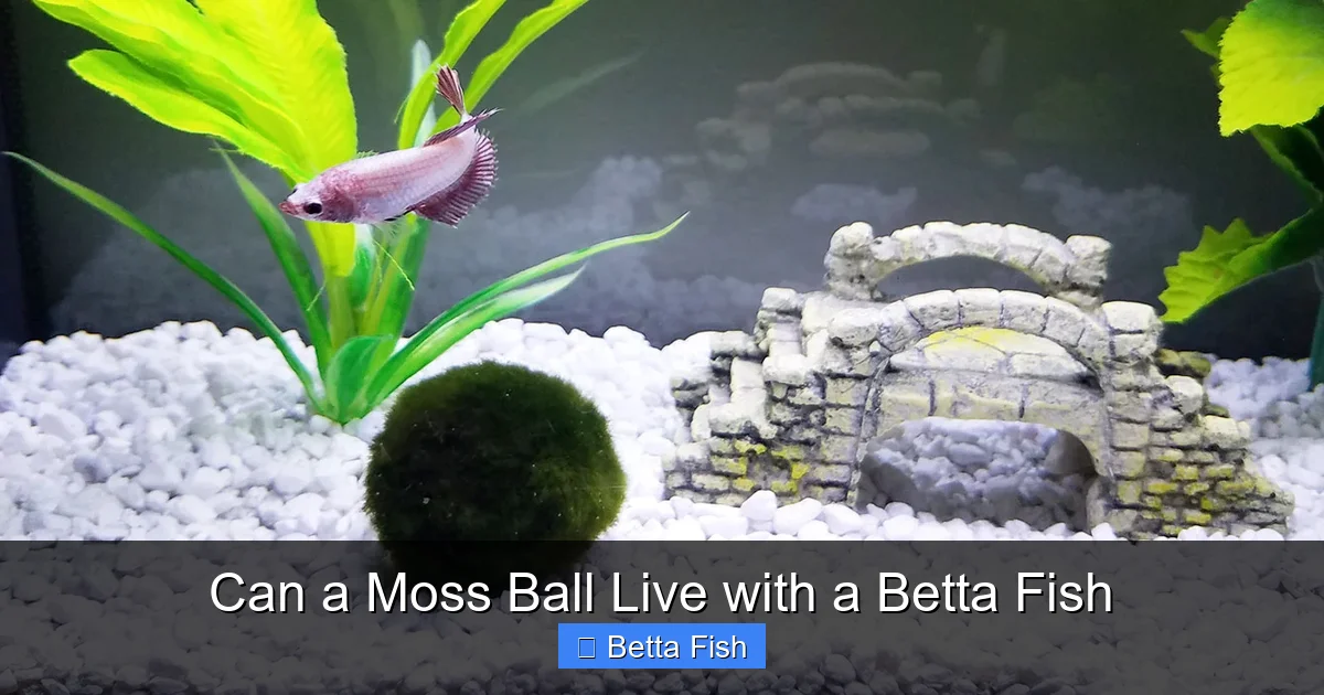 Can a Moss Ball Live with a Betta Fish