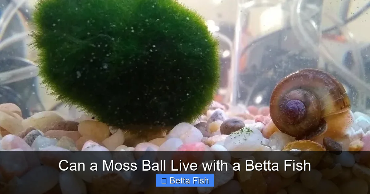 Can a Moss Ball Live with a Betta Fish