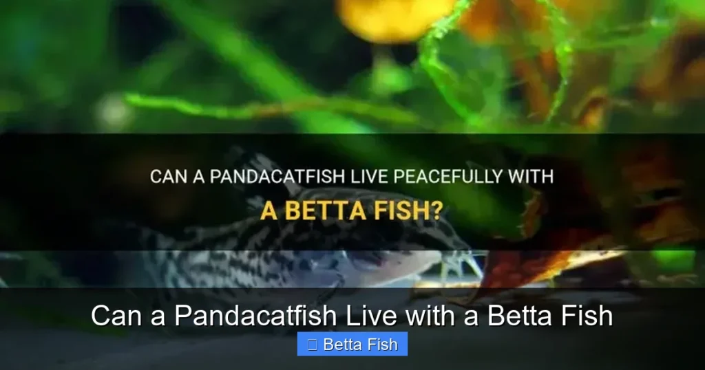 Can a Pandacatfish Live with a Betta Fish
