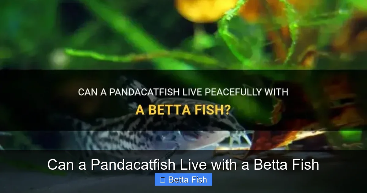 Can a Pandacatfish Live with a Betta Fish