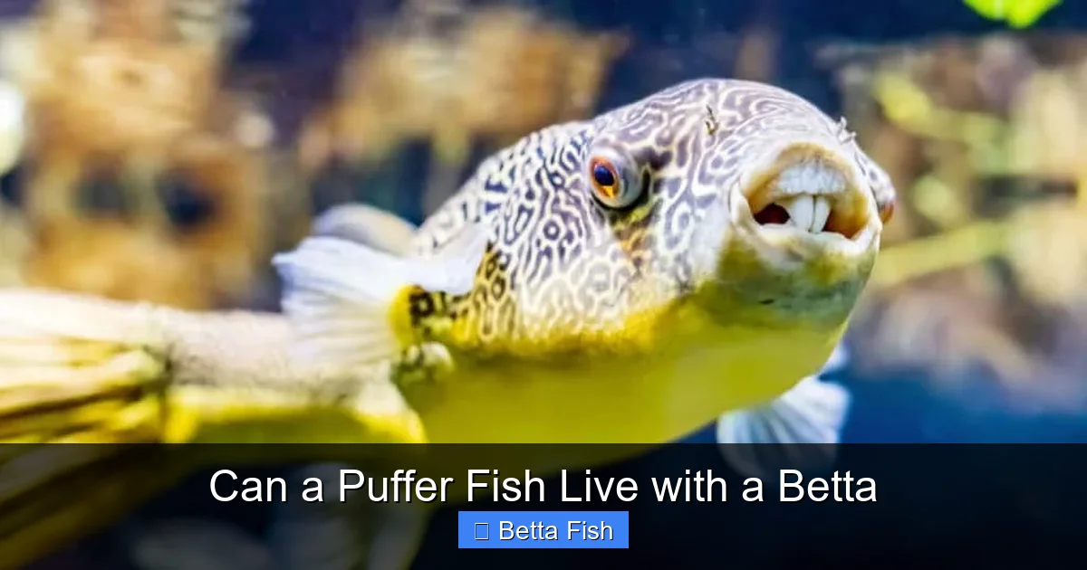 Can a Puffer Fish Live with a Betta