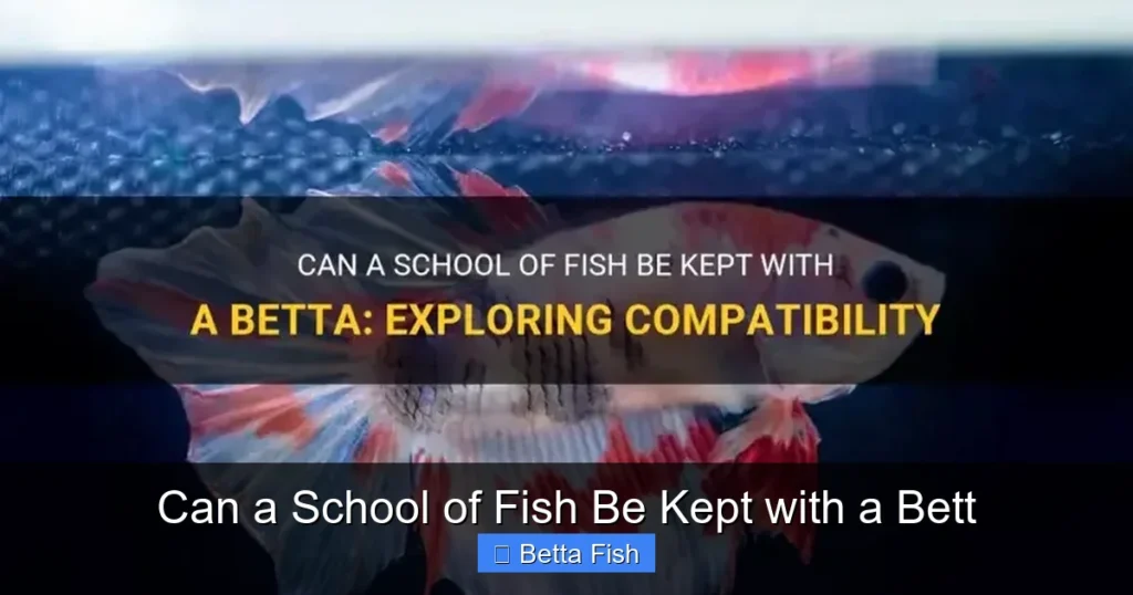 Can a School of Fish Be Kept with a Bett